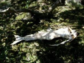 美人鱼真实图片,美人鱼的真实风采